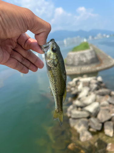 ブラックバスの釣果