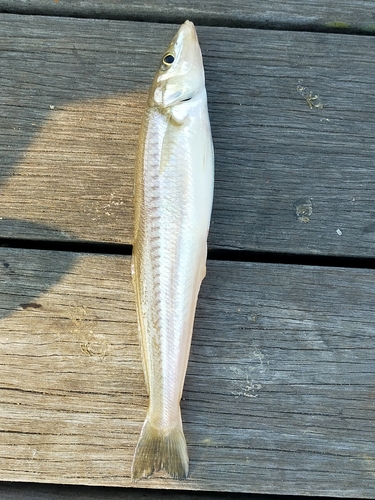 キスの釣果