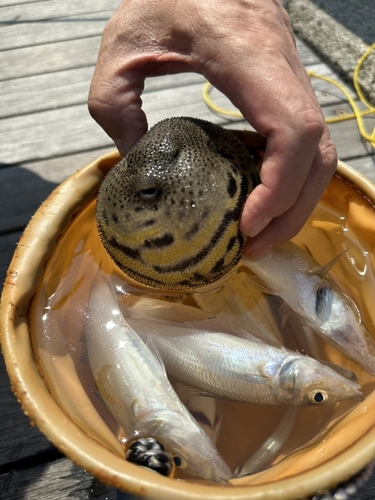 モヨウフグの釣果