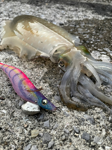 モイカの釣果