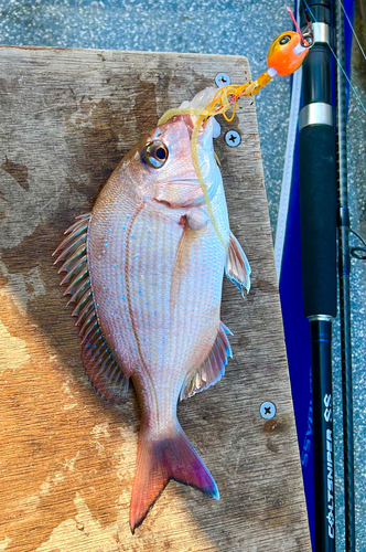 マダイの釣果