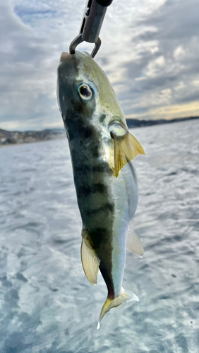 シロサバフグの釣果