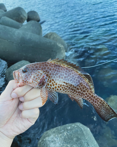 オオモンハタの釣果