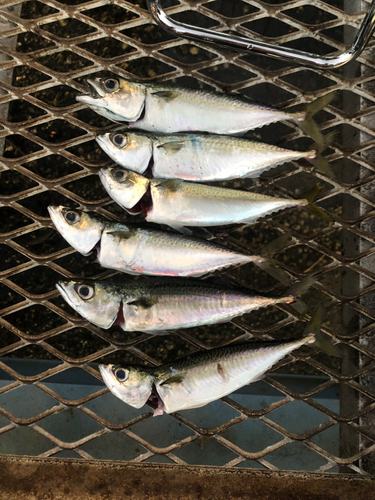 サバの釣果