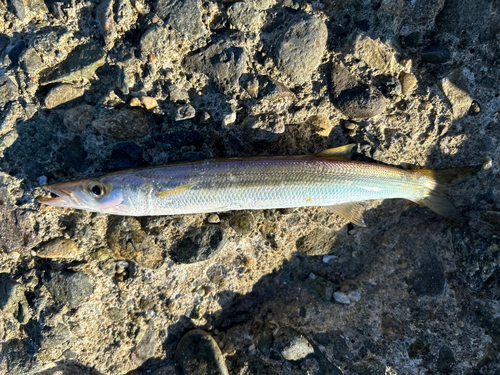 カマスの釣果