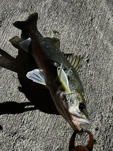 セイゴ（タイリクスズキ）の釣果