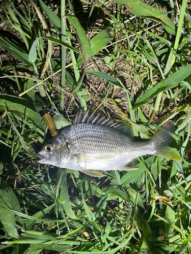 キビレの釣果