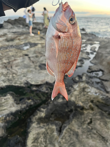 チャリコの釣果