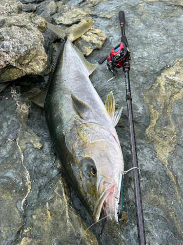 ヒラマサの釣果