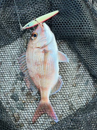 タイの釣果