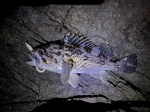 クロソイの釣果