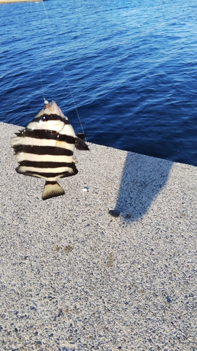 シマダイの釣果