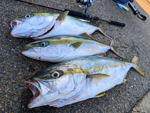 ヒラマサの釣果