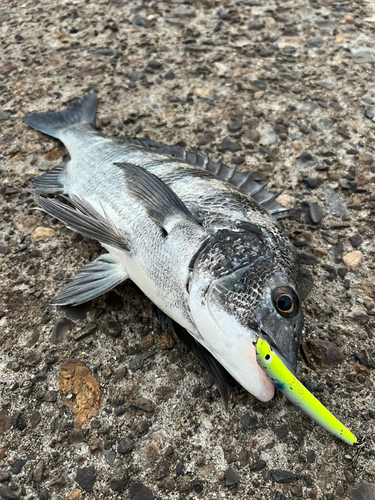 クロダイの釣果