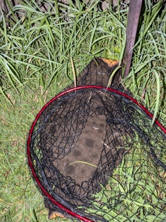 ツバクロエイの釣果