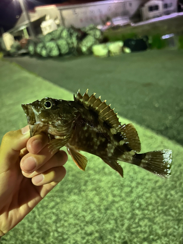 ガシラの釣果