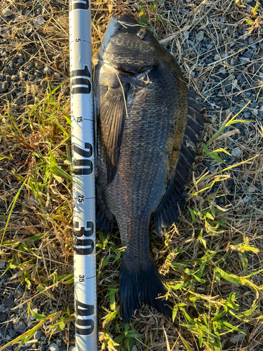 クロダイの釣果