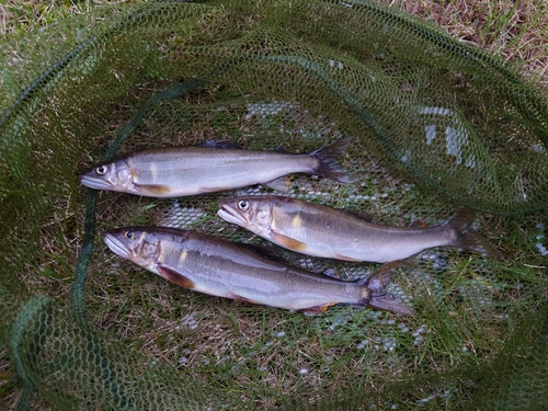 アユの釣果