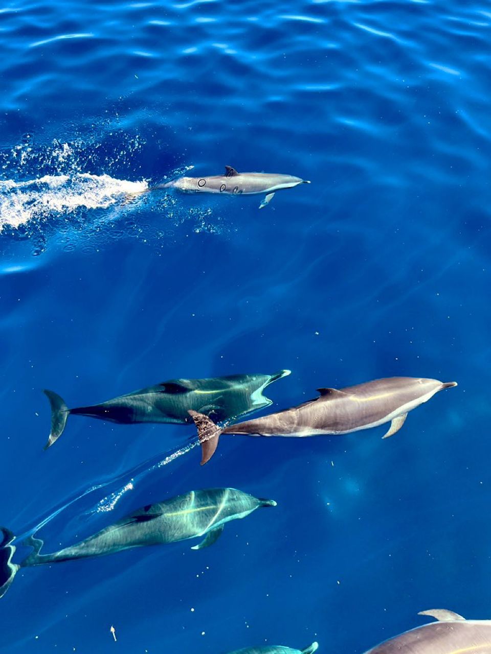 チルグラさんの釣果 2枚目の画像