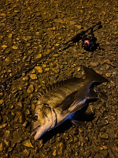 チヌの釣果