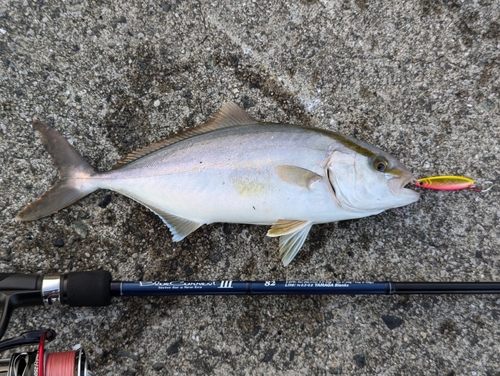 ネイリの釣果