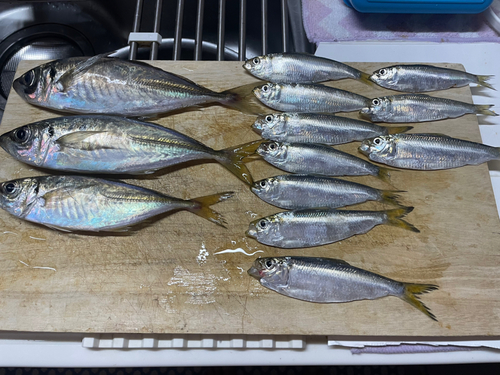 アジの釣果