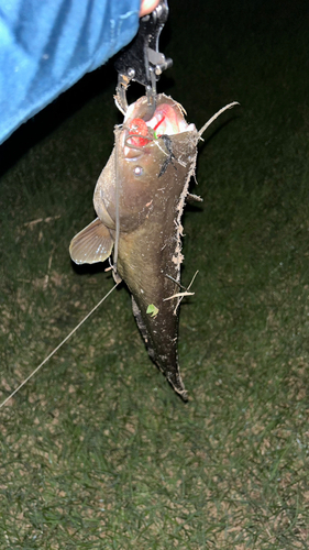 ナマズの釣果