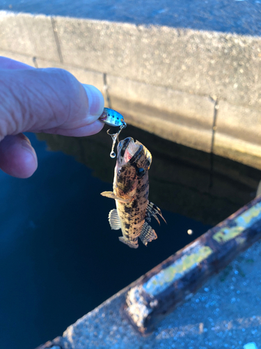 アナハゼの釣果