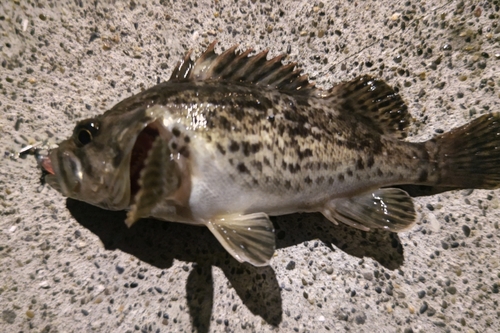 クロソイの釣果