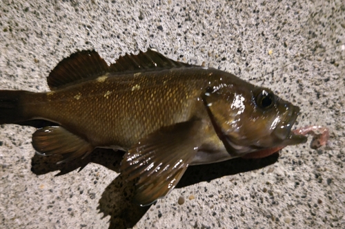 エゾメバルの釣果