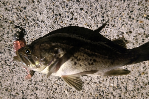 クロソイの釣果