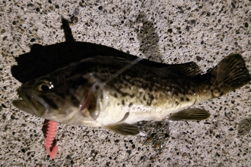 クロソイの釣果