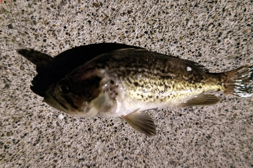 クロソイの釣果