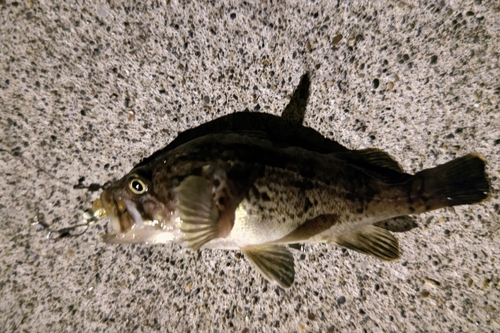 クロソイの釣果