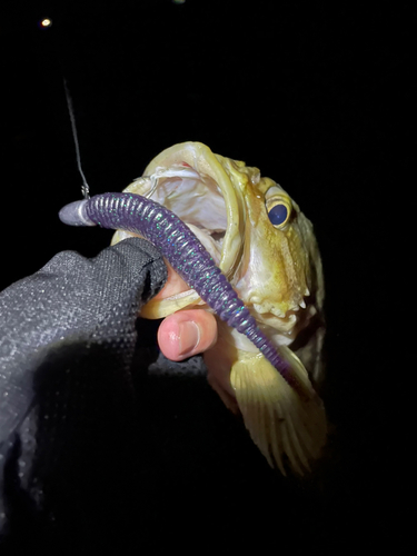 シマゾイの釣果