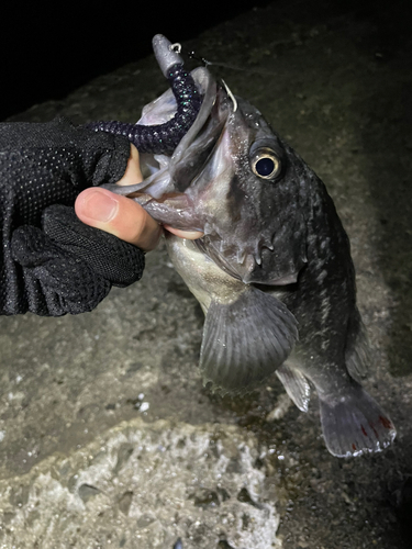 クロソイの釣果