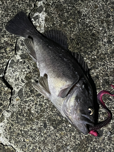 クロソイの釣果