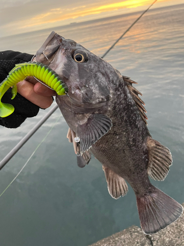 クロソイの釣果