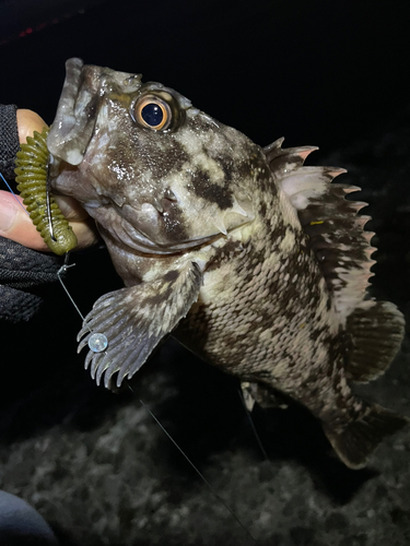 ハチガラの釣果