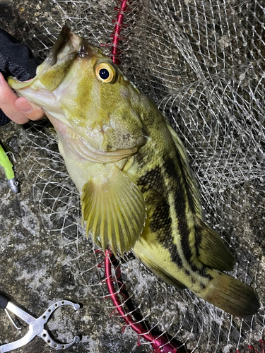 シマゾイの釣果