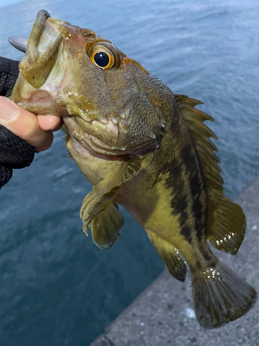 シマゾイの釣果