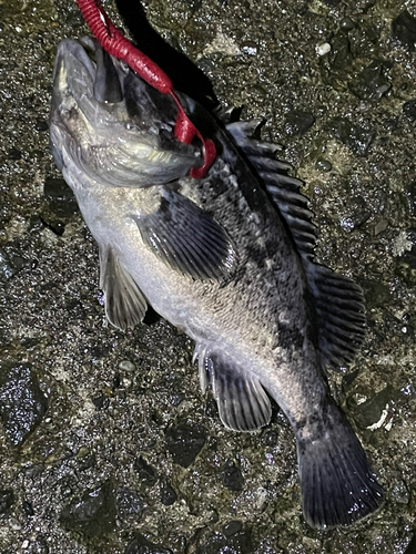 クロソイの釣果