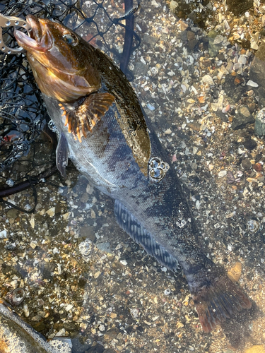 アイナメの釣果