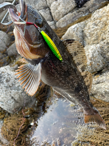 アイナメの釣果