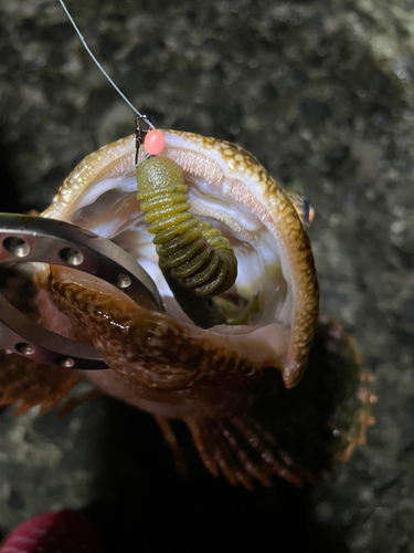 カジカの釣果