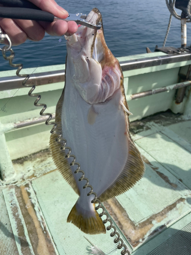 ヒラメの釣果