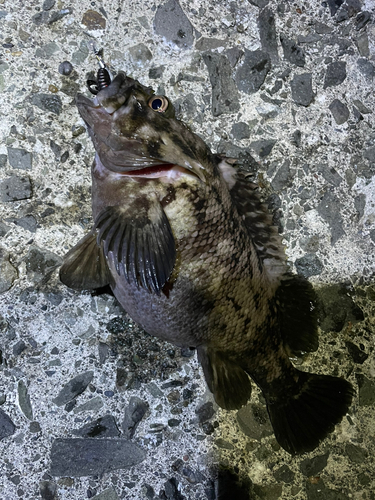 ハチガラの釣果