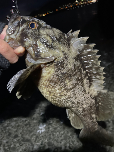 ハチガラの釣果