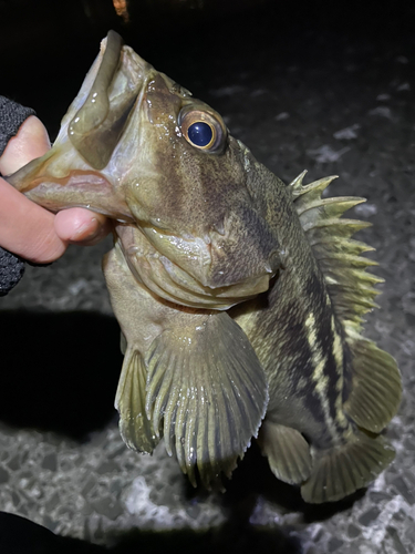 シマゾイの釣果