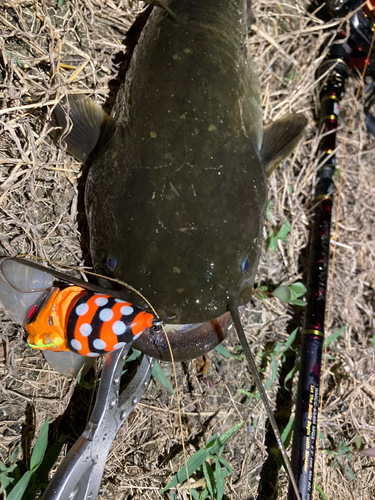 ナマズの釣果